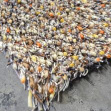 Spring 59103 rug by Brink