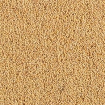 Pentwist Buttercup carpet by Penthouse Carpets