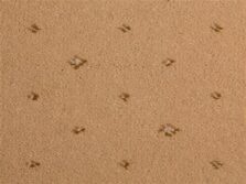 Prince Bishop Sceptre Beige carpet by Hugh Mackay