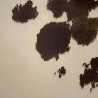 View of Cow Hide - Black luxury vinyl tile by Harvey Maria