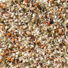 Spring Pumpkin 59123 rug by Brink