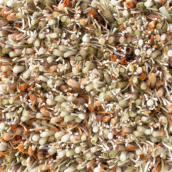 Spring Pumpkin 59123 rug by Brink